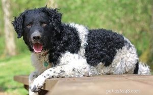 Frisian Water Dog (Wetterhoun): Comprehensive Breed Profile & Care Guide