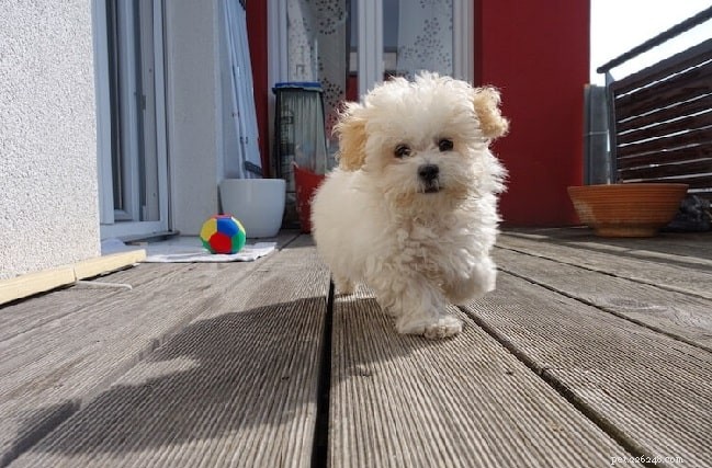Maltipoo Dog Breed: Key Traits & Care Guide