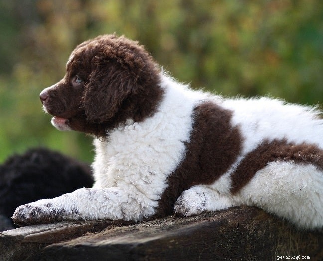 Frisian Water Dog (Wetterhoun): Comprehensive Breed Profile & Care Guide