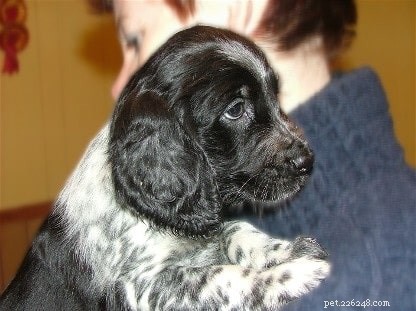 Munsterlander Dog Breed Guide: Origin, Size, and Care