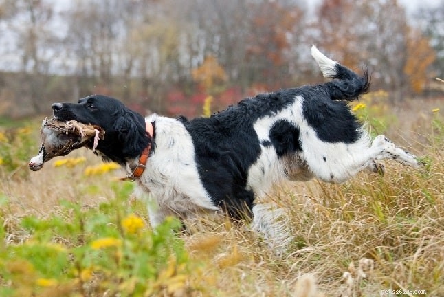 Munsterlander Dog Breed Guide: Origin, Size, and Care
