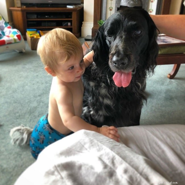 Munsterlander Dog Breed Guide: Origin, Size, and Care