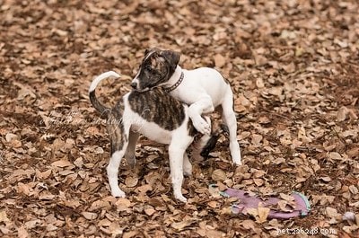 Hungarian Agar: Complete Breed Profile and Care Guide
