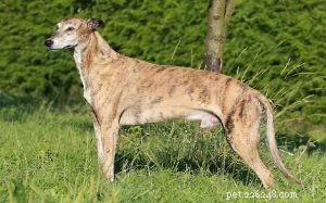 Hungarian Agar: Complete Breed Profile and Care Guide