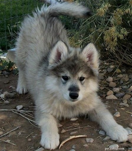 Utonagan Dog Breed: Traits, Size, and Care Overview