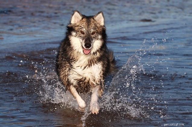 Utonagan Dog Breed: Traits, Size, and Care Overview