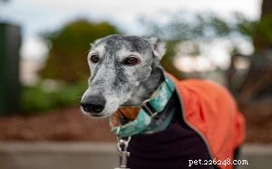 Spanish Greyhound (Galgo Español): A Complete Breed Profile