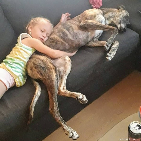 Spanish Greyhound (Galgo Español): A Complete Breed Profile