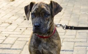 Catahoula Bulldog Mix: Breed Overview, Traits & Care Guide