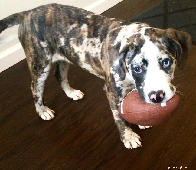 Catahoula Bulldog Mix: Breed Overview, Traits & Care Guide