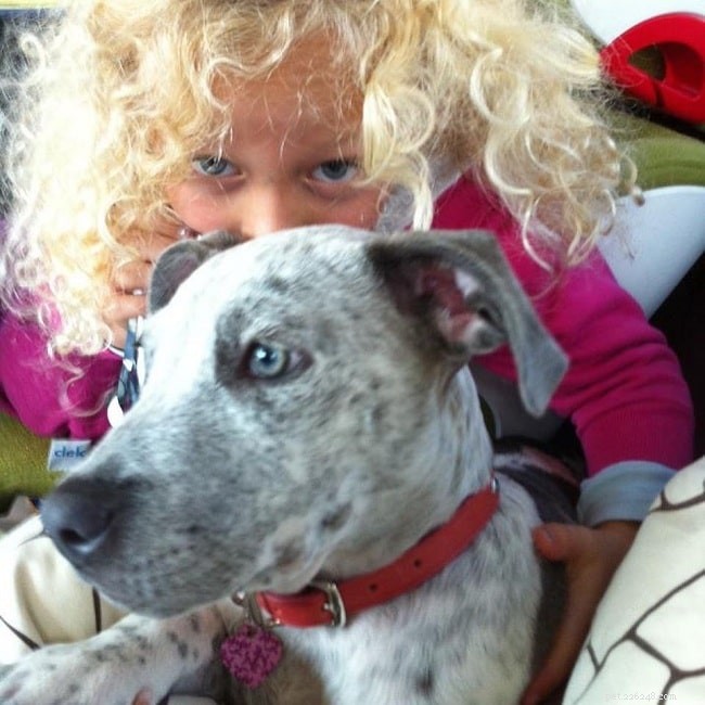 Catahoula Bulldog Mix: Breed Overview, Traits & Care Guide