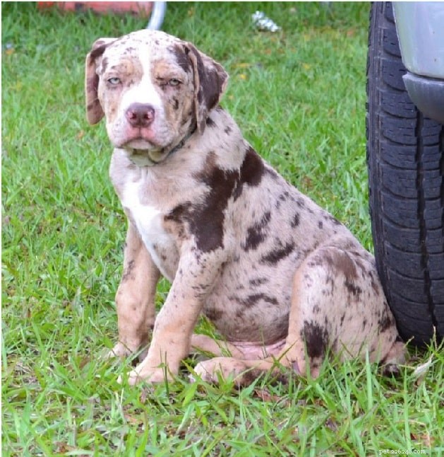 Catahoula Bulldog Mix: Breed Overview, Traits & Care Guide