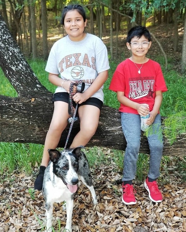 Catahoula Australian Shepherd: Complete Breed Profile & Care Guide