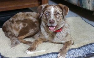 Catahoula Australian Shepherd: Complete Breed Profile & Care Guide