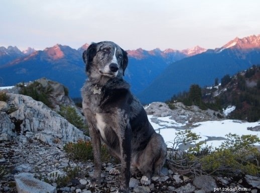 Catahoula Australian Shepherd: Complete Breed Profile & Care Guide