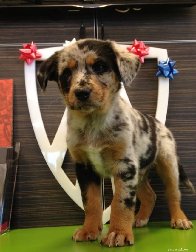 Catahoula Australian Shepherd: Complete Breed Profile & Care Guide