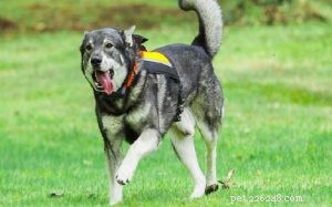 Swedish Elkhound (Jamthund) – Complete Breed Profile & Care Guide