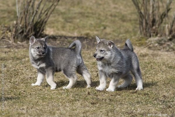 Swedish Elkhound (Jamthund) – Complete Breed Profile & Care Guide