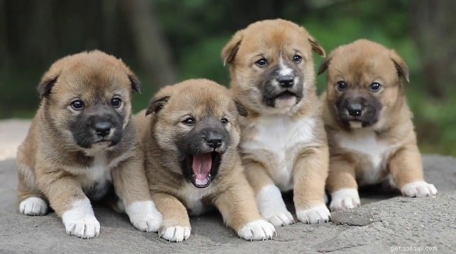 Dingo Dog: Origin, Traits, and Care Guide