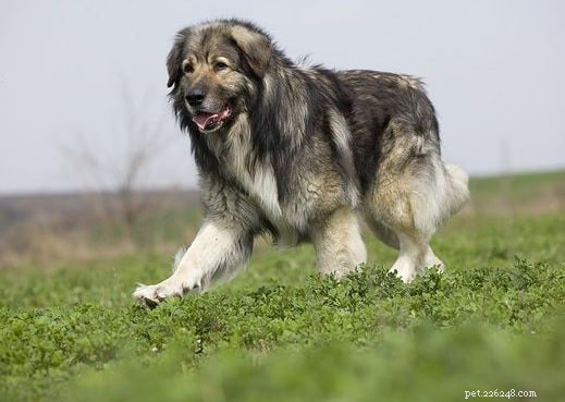 Carpathian Shepherd Dog: Romanian Mountain Guardian