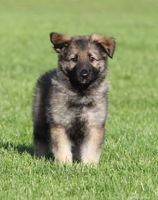 Carpathian Shepherd Dog: Romanian Mountain Guardian