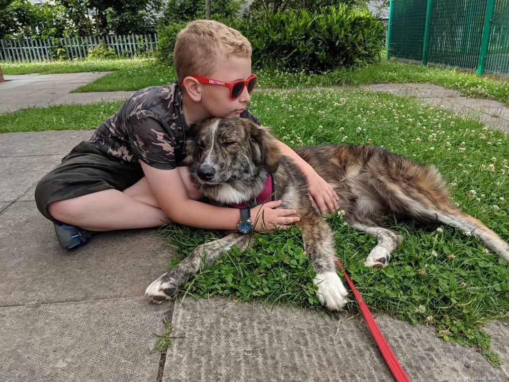 Carpathian Shepherd Dog: Romanian Mountain Guardian