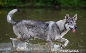 Northern Inuit Dog: England’s Large, Wolf‑Inspired Companion Breed
