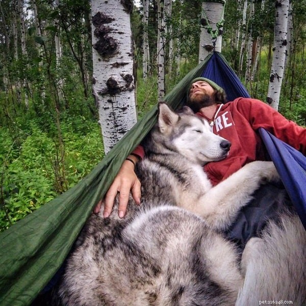 Northern Inuit Dog: England’s Large, Wolf‑Inspired Companion Breed