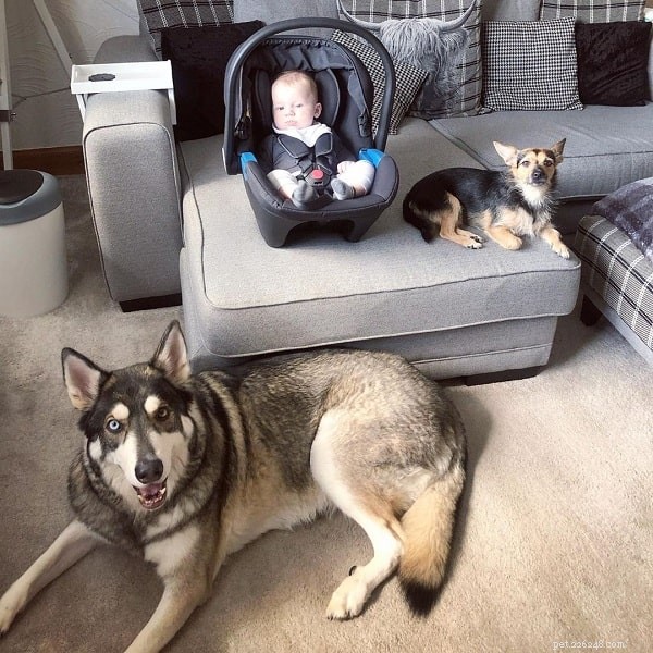 Northern Inuit Dog: England’s Large, Wolf‑Inspired Companion Breed