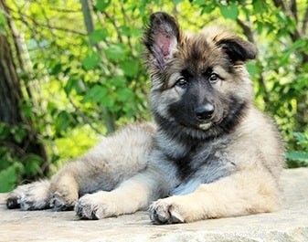 Shiloh Shepherd: Comprehensive Breed Profile & Care Guide