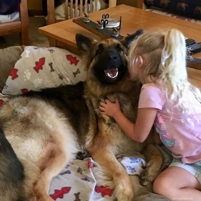 Shiloh Shepherd: Comprehensive Breed Profile & Care Guide