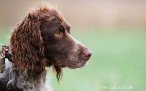 Pont-Audemer Spaniel: Proven Traits, Care, and Hunting Heritage