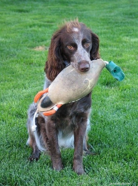 Pont-Audemer Spaniel: Proven Traits, Care, and Hunting Heritage