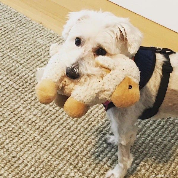 Cairnoodle Dog Breed Guide – The Cairn Terrier & Poodle Mix