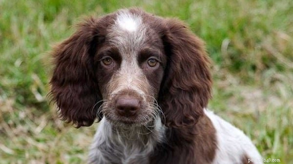 Pont-Audemer Spaniel: Proven Traits, Care, and Hunting Heritage