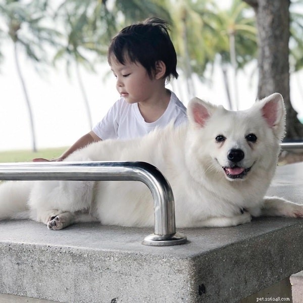 Japanese Spitz: Breed Overview, Care & Characteristics