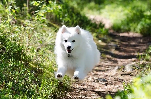 Japanese Spitz: Breed Overview, Care & Characteristics