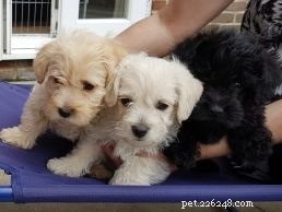 Cairnoodle Dog Breed Guide – The Cairn Terrier & Poodle Mix