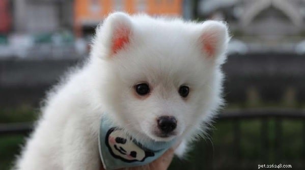 Japanese Spitz: Breed Overview, Care & Characteristics