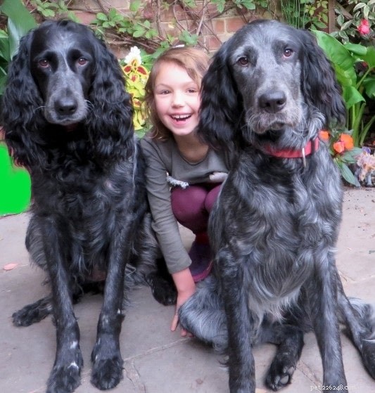 Blue Picardy Spaniel: History, Traits, and Care