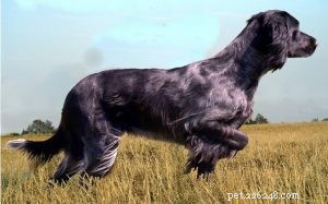 Blue Picardy Spaniel: History, Traits, and Care