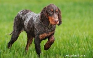 Picardy Spaniel: Comprehensive Breed Guide & Facts