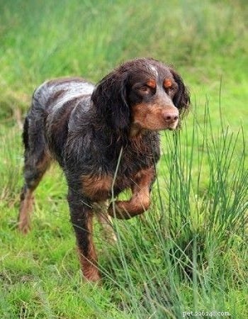 Picardy Spaniel: Comprehensive Breed Guide & Facts