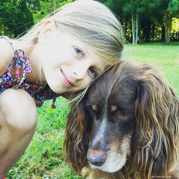Picardy Spaniel: Comprehensive Breed Guide & Facts