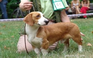Westphalian Dachsbracke: Breed Overview & Key Facts