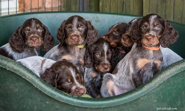 Picardy Spaniel: Comprehensive Breed Guide & Facts