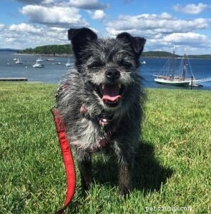 Affenhuahua Dog: Tiny, Loving Companion Breed from the US