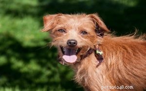 Affenhuahua Dog: Tiny, Loving Companion Breed from the US