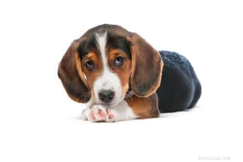 Westphalian Dachsbracke: Breed Overview & Key Facts