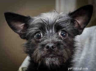 Affenhuahua Dog: Tiny, Loving Companion Breed from the US